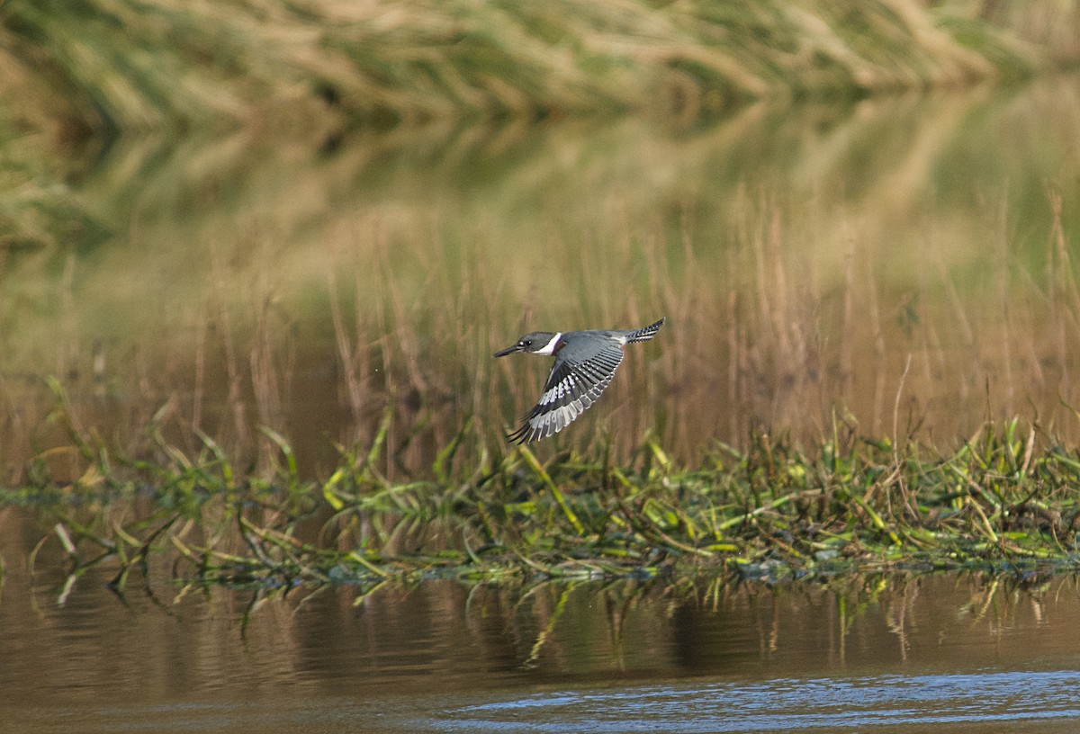 שלדג אמריקני - ML650383900