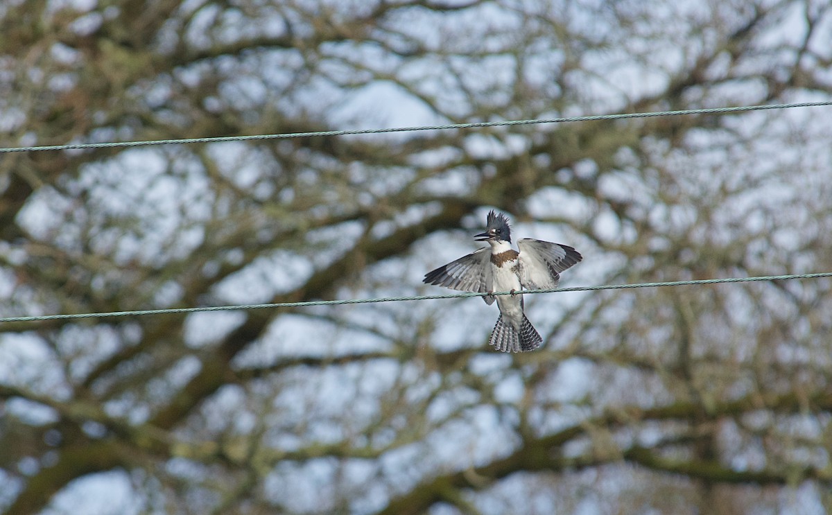 שלדג אמריקני - ML650383901