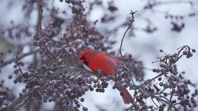 ショウジョウコウカンチョウ - ML650383934