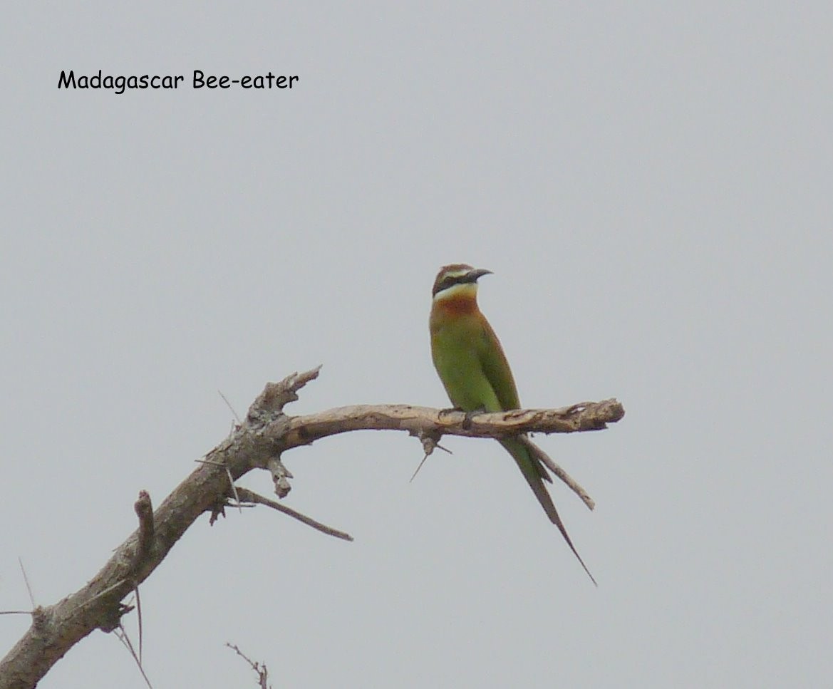 Olive Bee-eater - ML650384084
