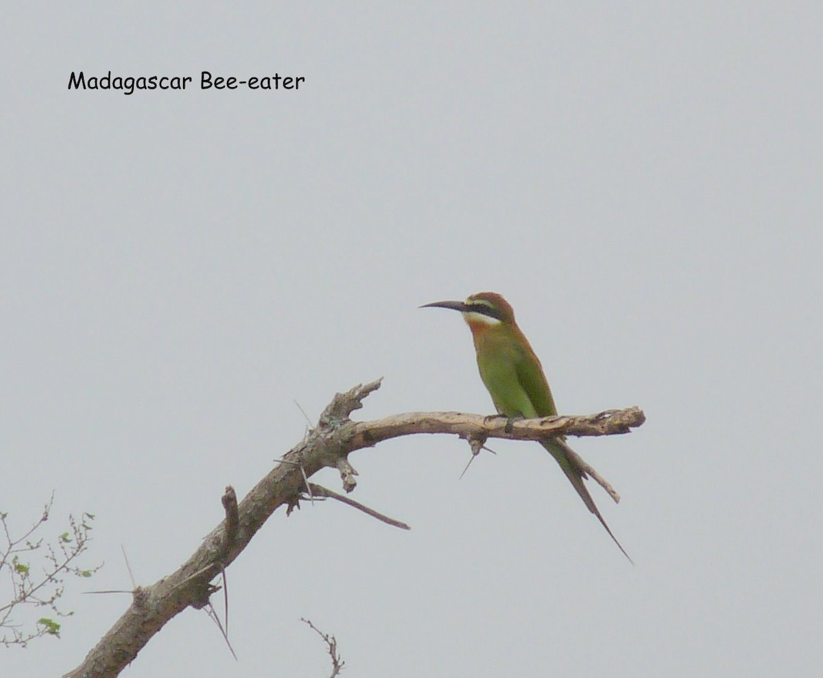 Olive Bee-eater - ML650384085