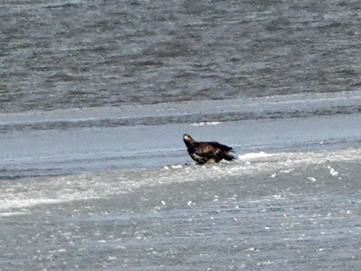 Bald Eagle - ML650384208