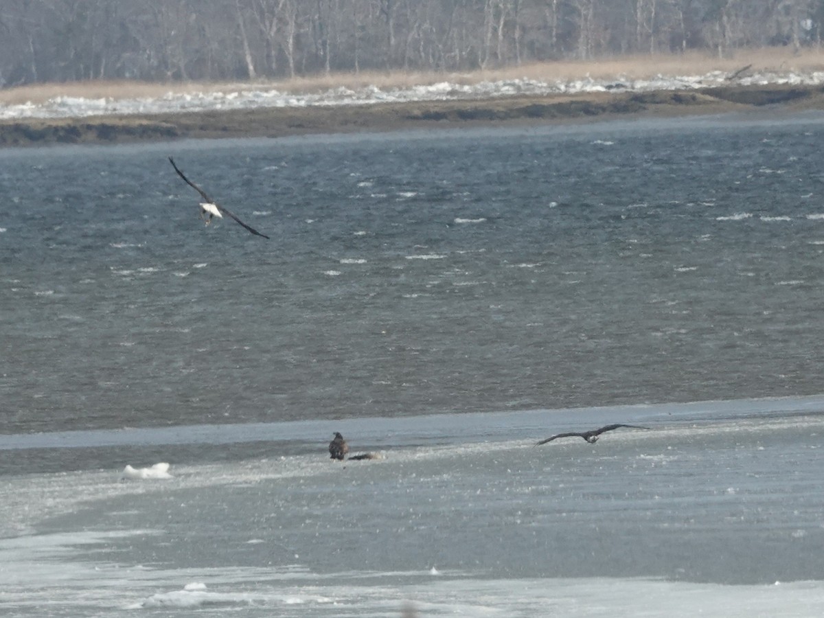 Bald Eagle - ML650384209