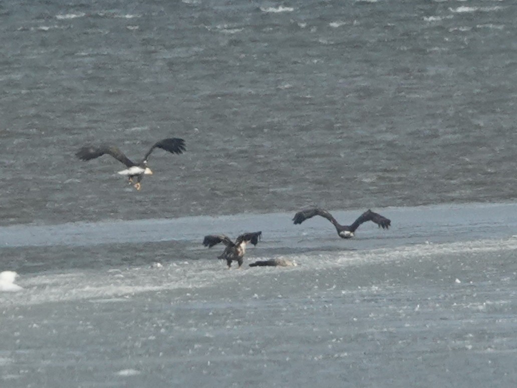 Bald Eagle - ML650384210