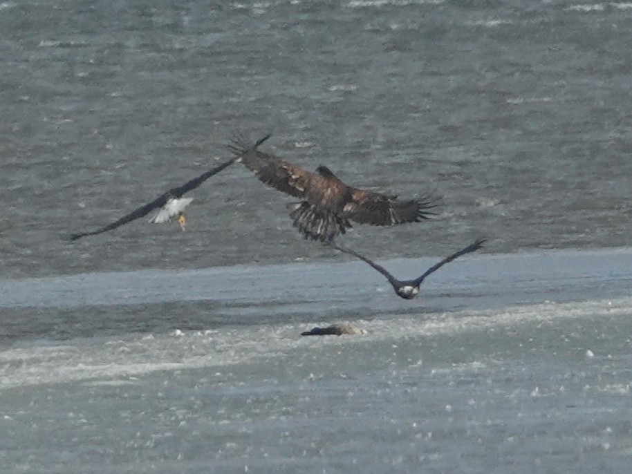 Bald Eagle - ML650384212