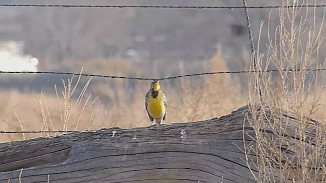 prærielerketrupial - ML650384261