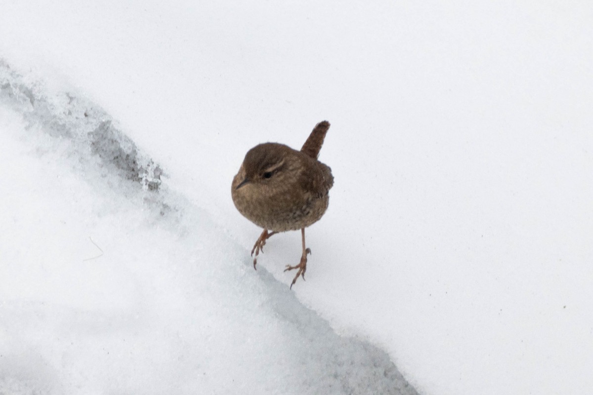 střízlík kanadský - ML650384400