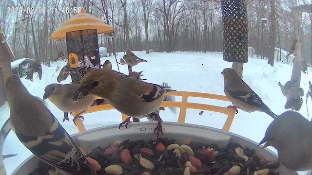 Goldzeisig - ML650384561