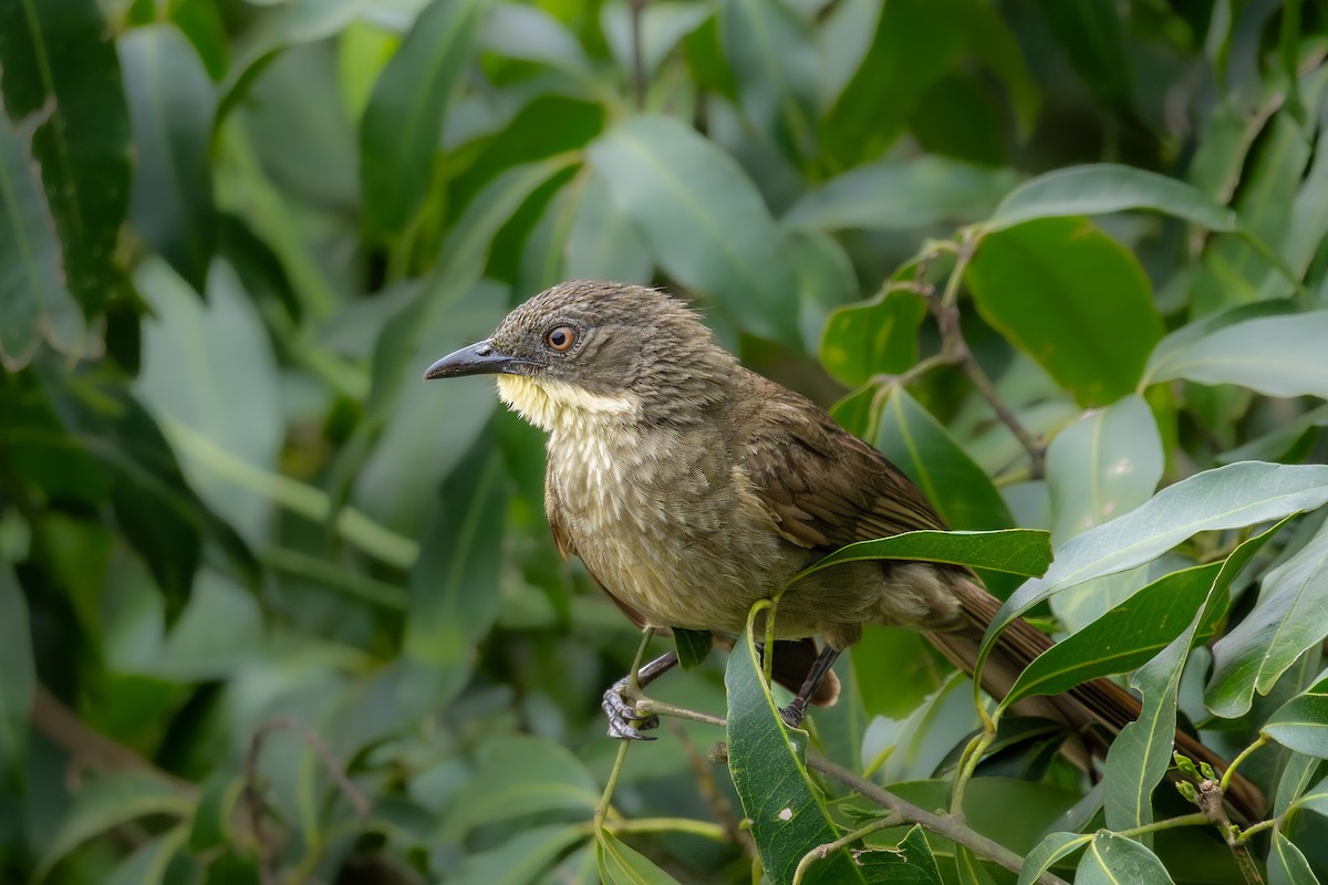 Pale-throated Greenbul - ML650384669