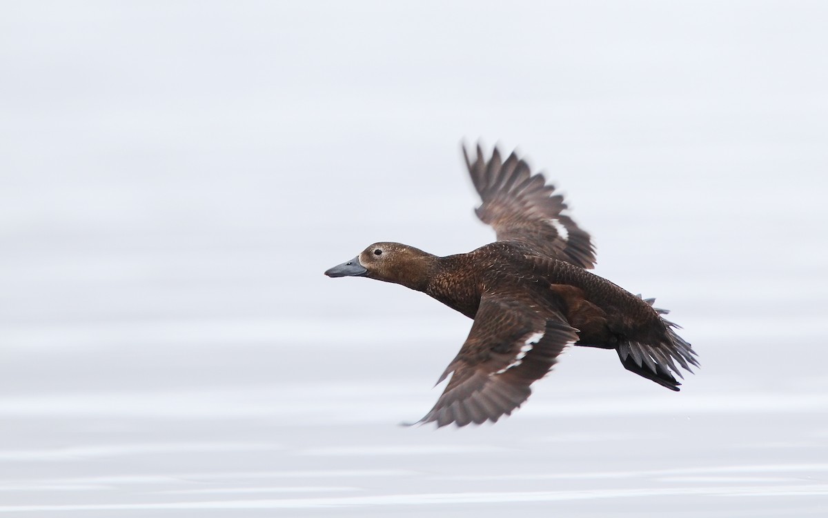 Steller's Eider - Christoph Moning