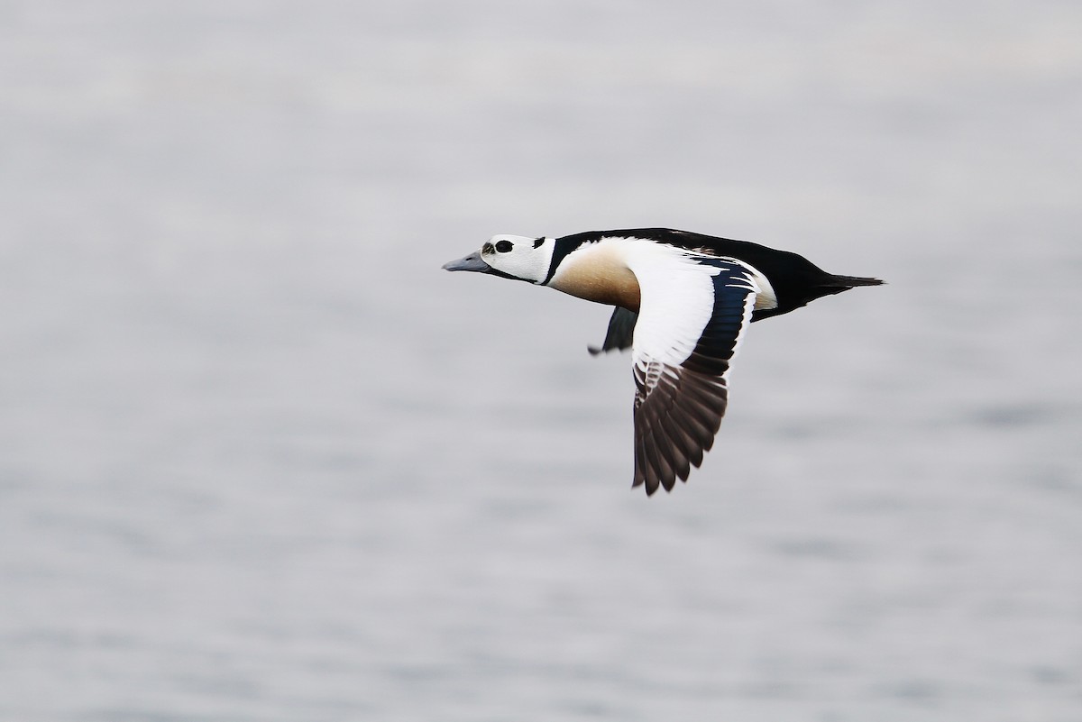Steller's Eider - Christoph Moning