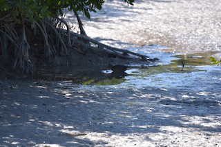Everglades NP--Snake Bight Canoe Launch/Trail & Gibby Point, Monroe ...