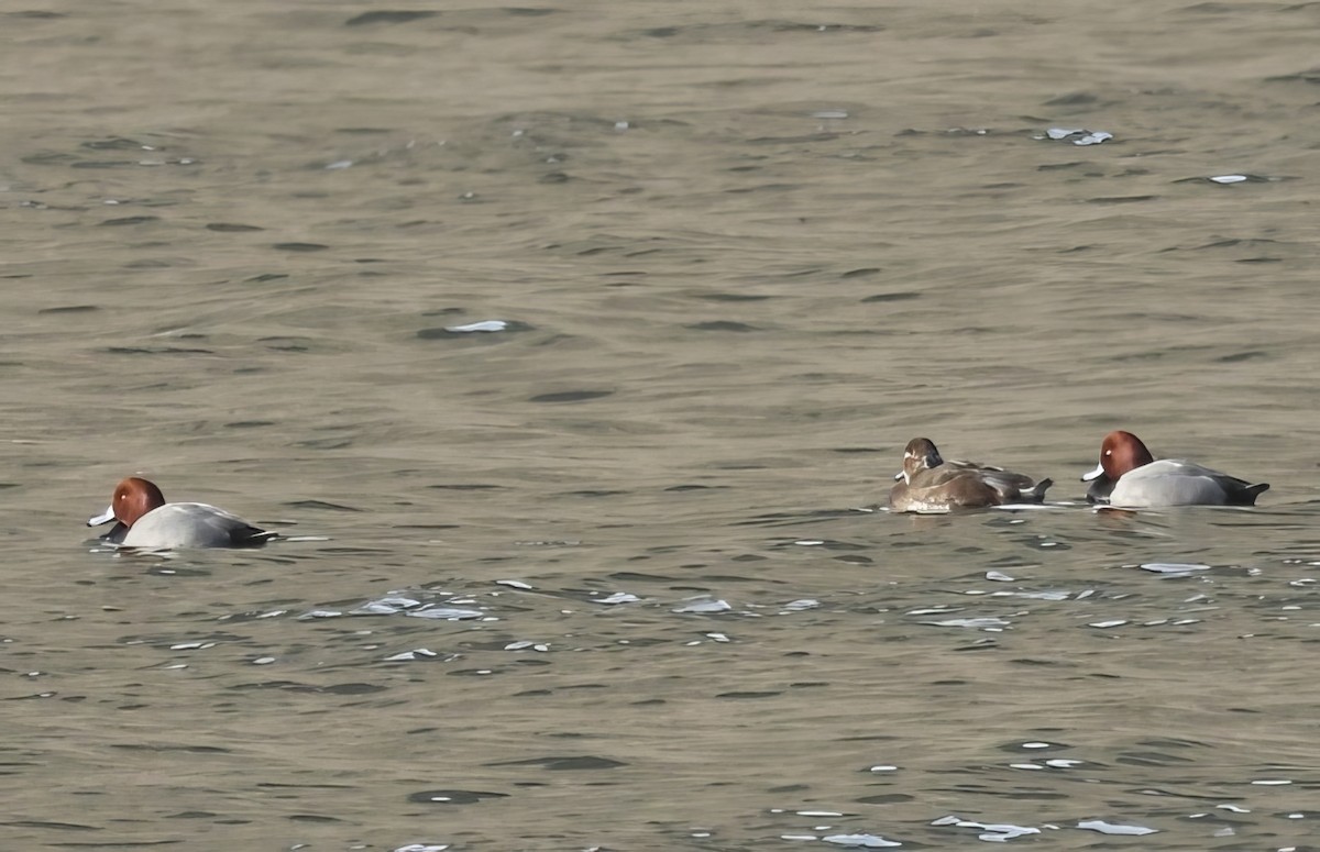 צולל אמריקני - ML650384856