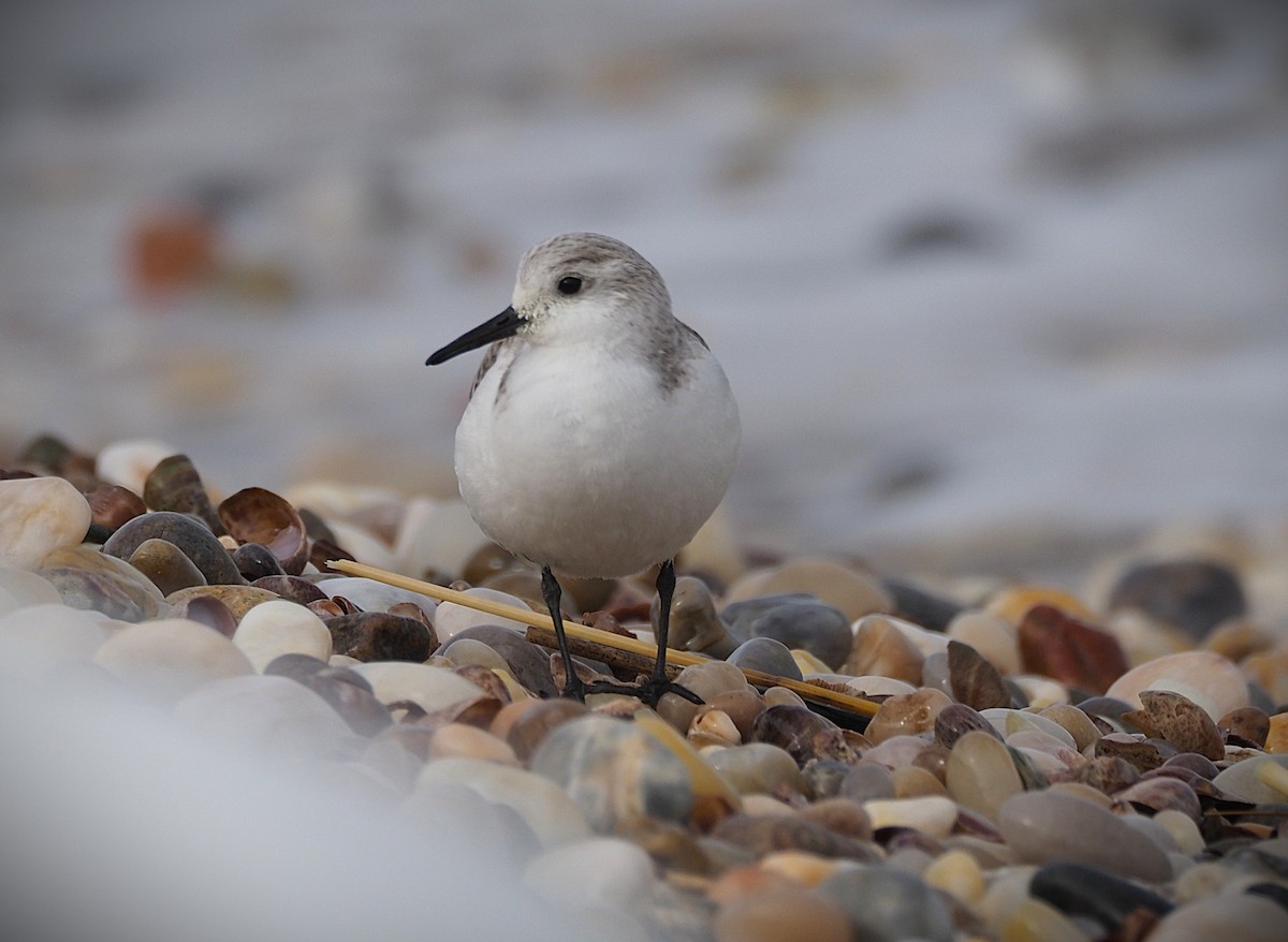 Sanderling - ML650384967