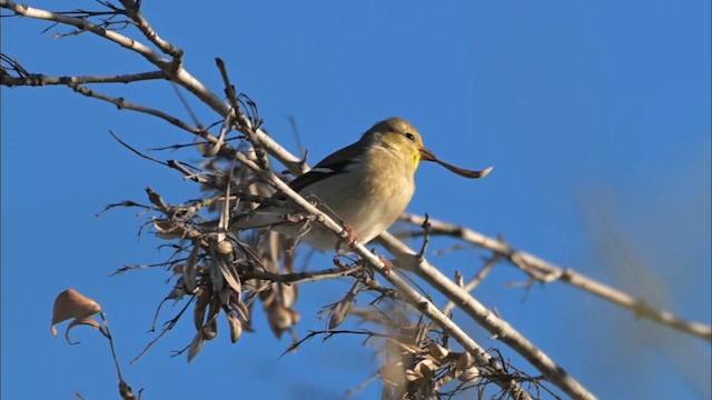 Goldzeisig - ML650384975