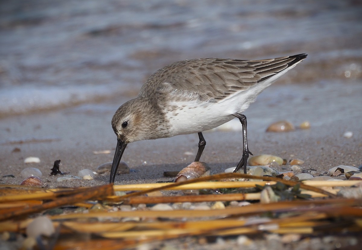 Dunlin - ML650384996