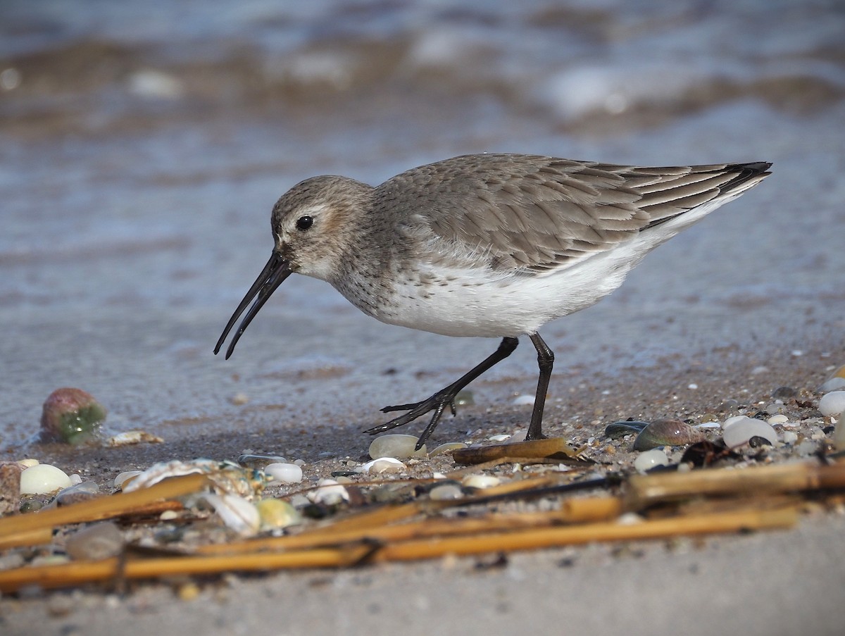 Dunlin - ML650384997