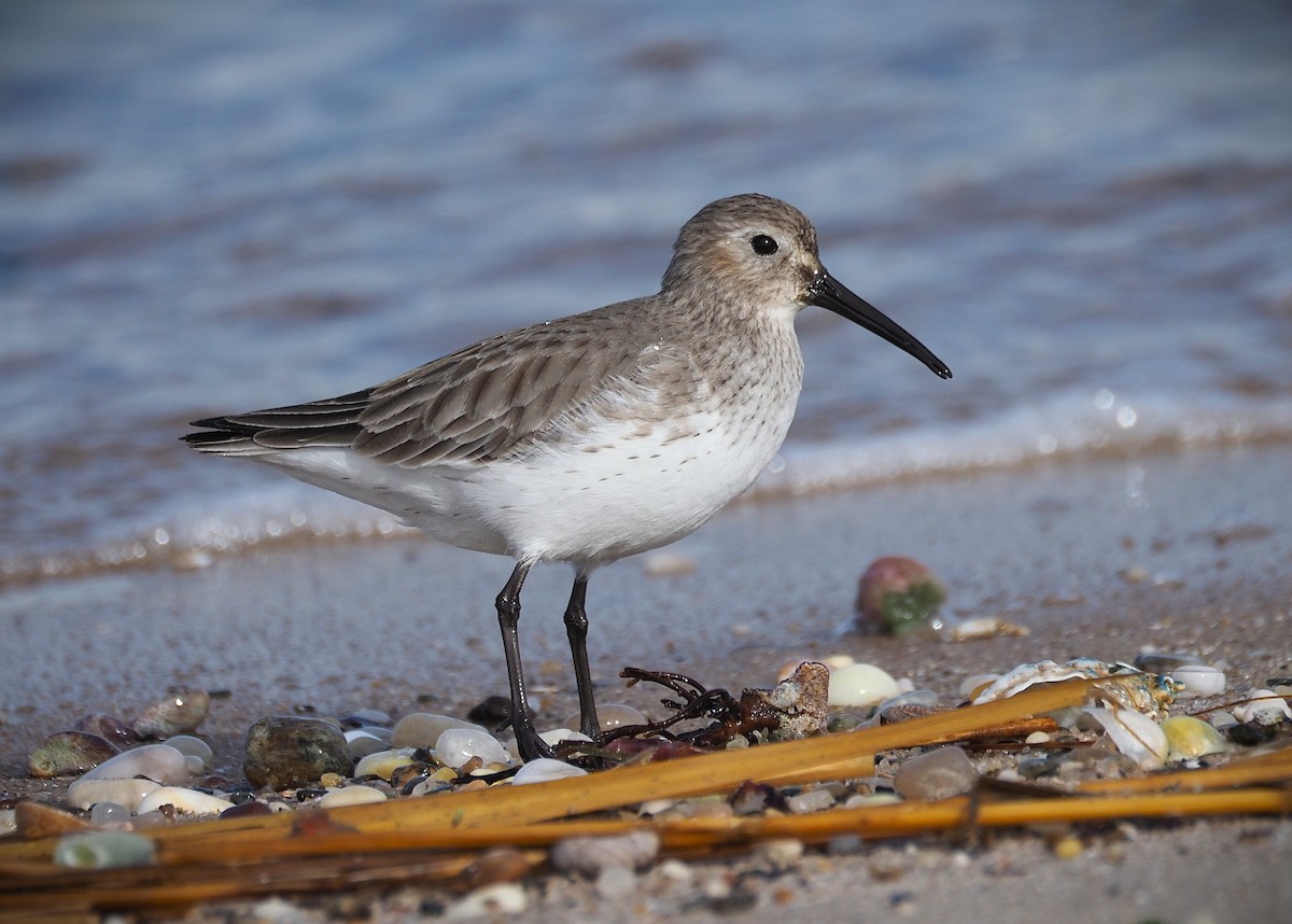Dunlin - ML650384998
