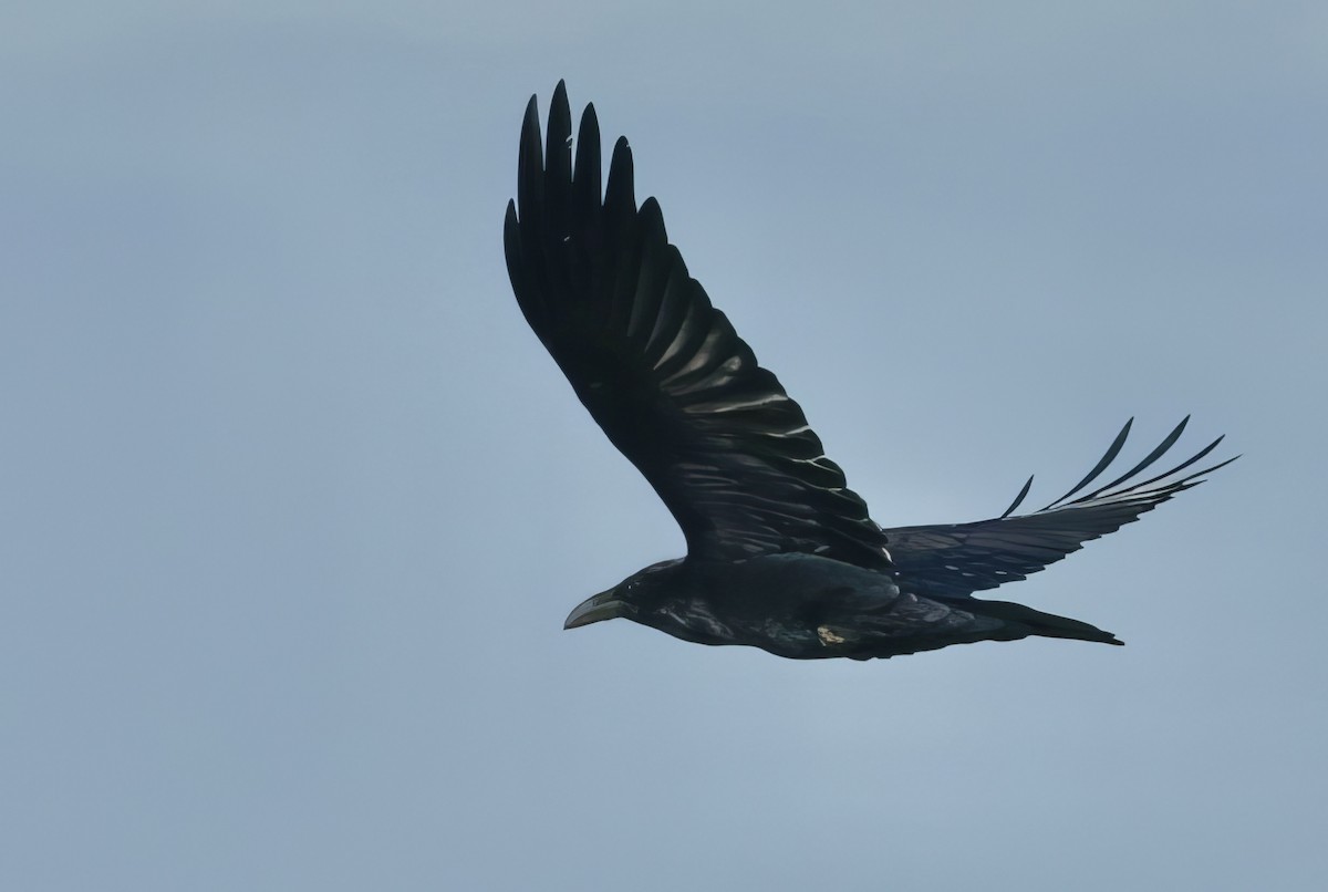 עורב שחור - ML650385026