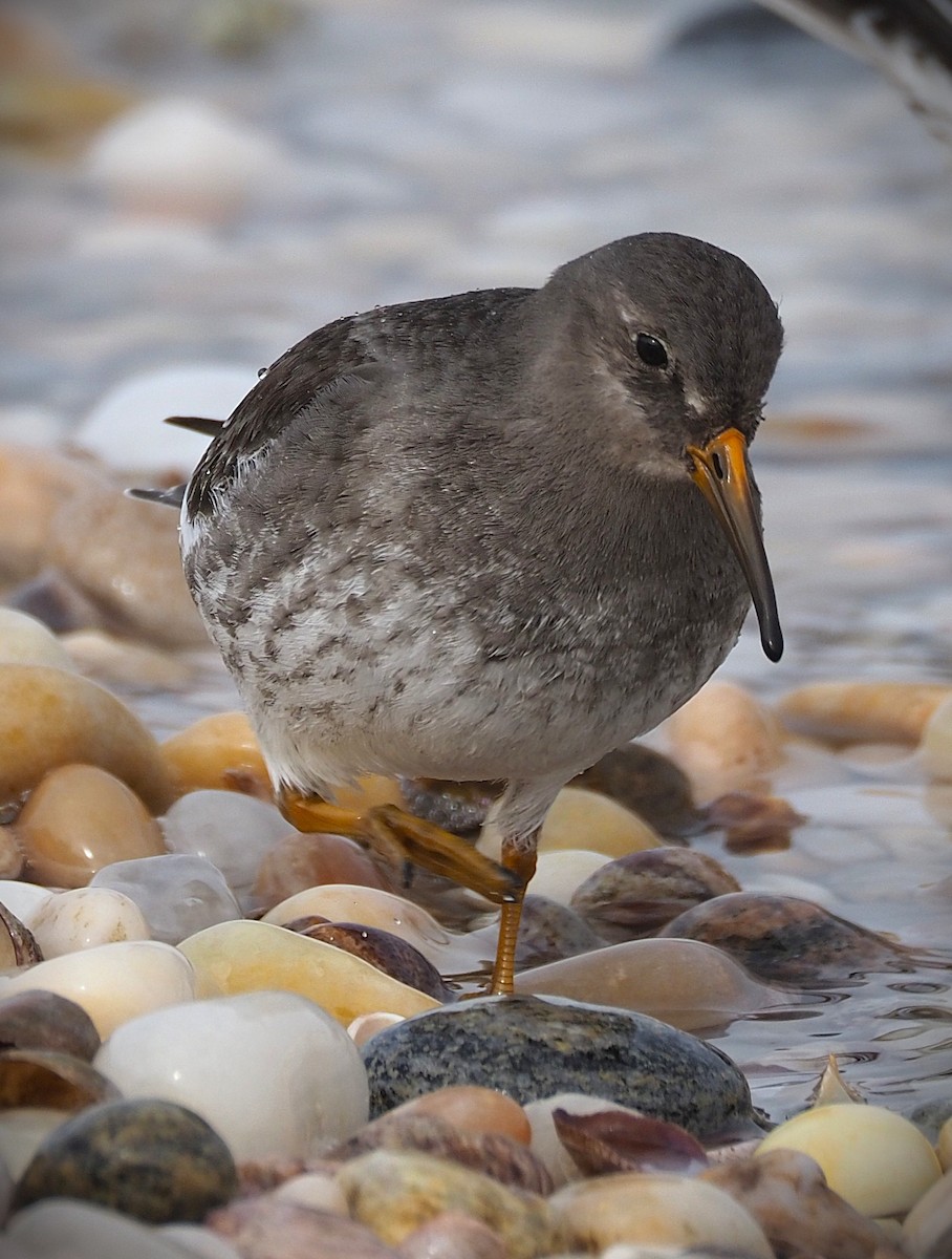 Purple Sandpiper - ML650385028