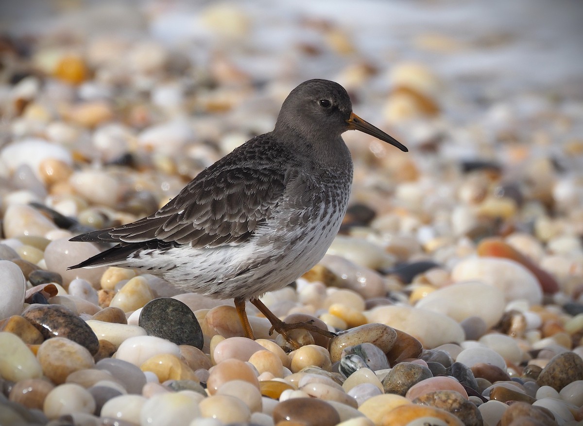 Purple Sandpiper - ML650385030