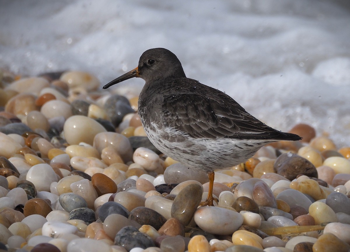 Purple Sandpiper - ML650385031