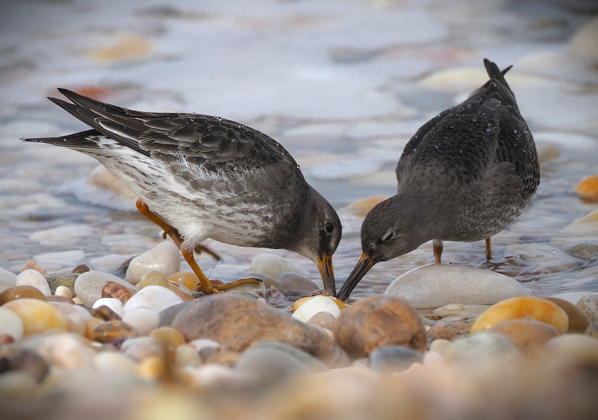 Purple Sandpiper - ML650385032