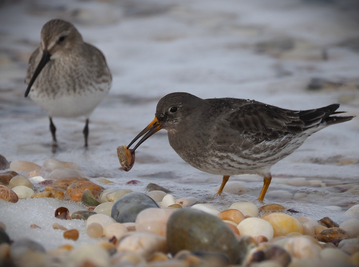 Purple Sandpiper - ML650385033