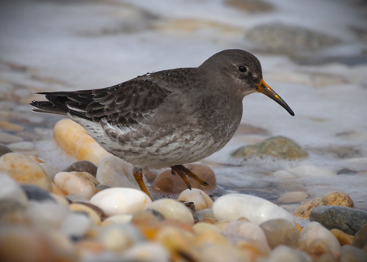 Purple Sandpiper - ML650385034