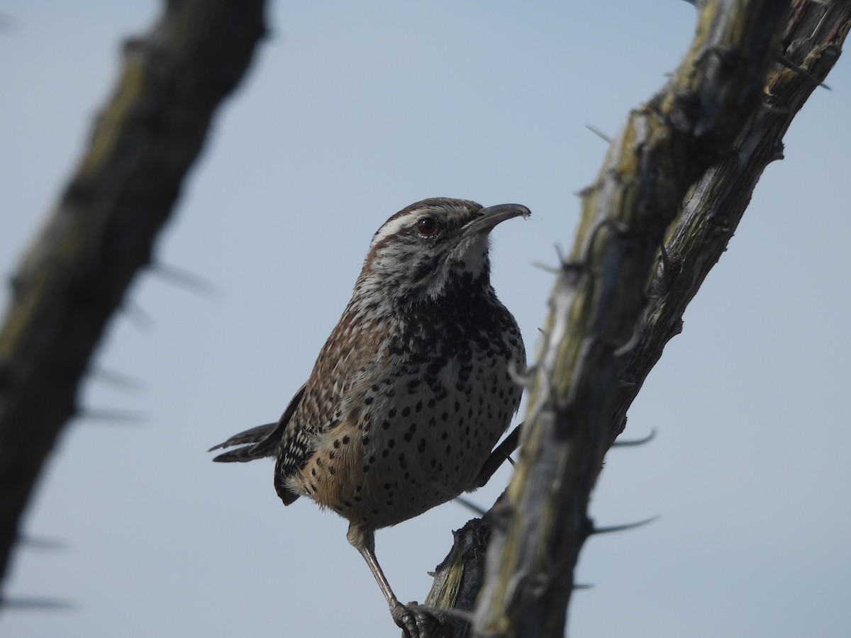 Troglodyte des cactus - ML650385102