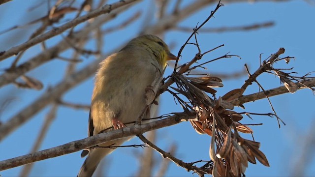 Goldzeisig - ML650385104