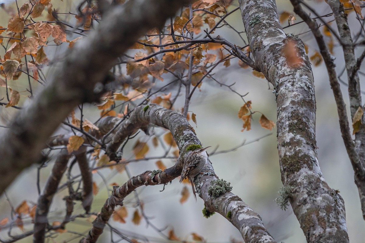 Short-toed Treecreeper - ML650385167