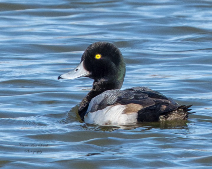 Karabaş Patka - ML650385327