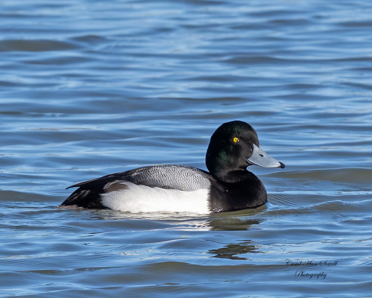 Karabaş Patka - ML650385328