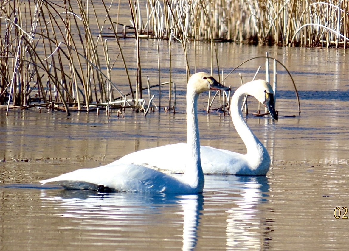 コハクチョウ - ML650385351