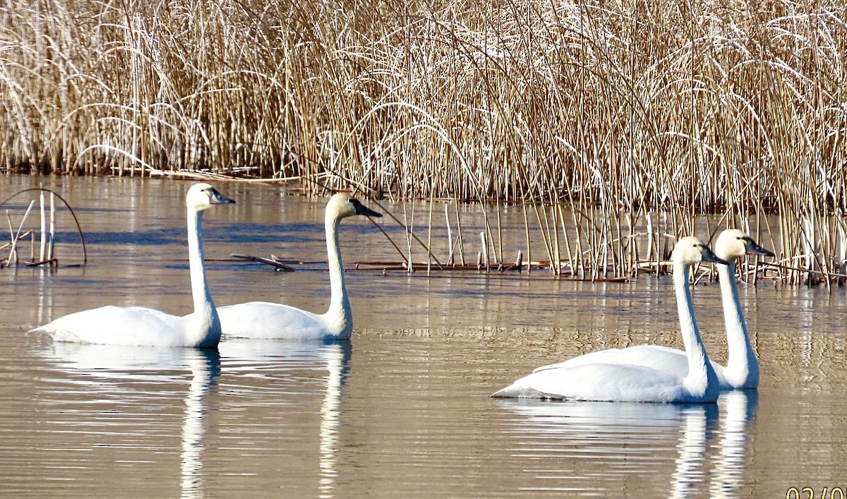 コハクチョウ - ML650385352