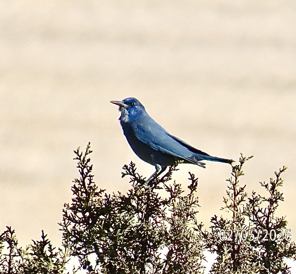 マツカケス - ML650385374