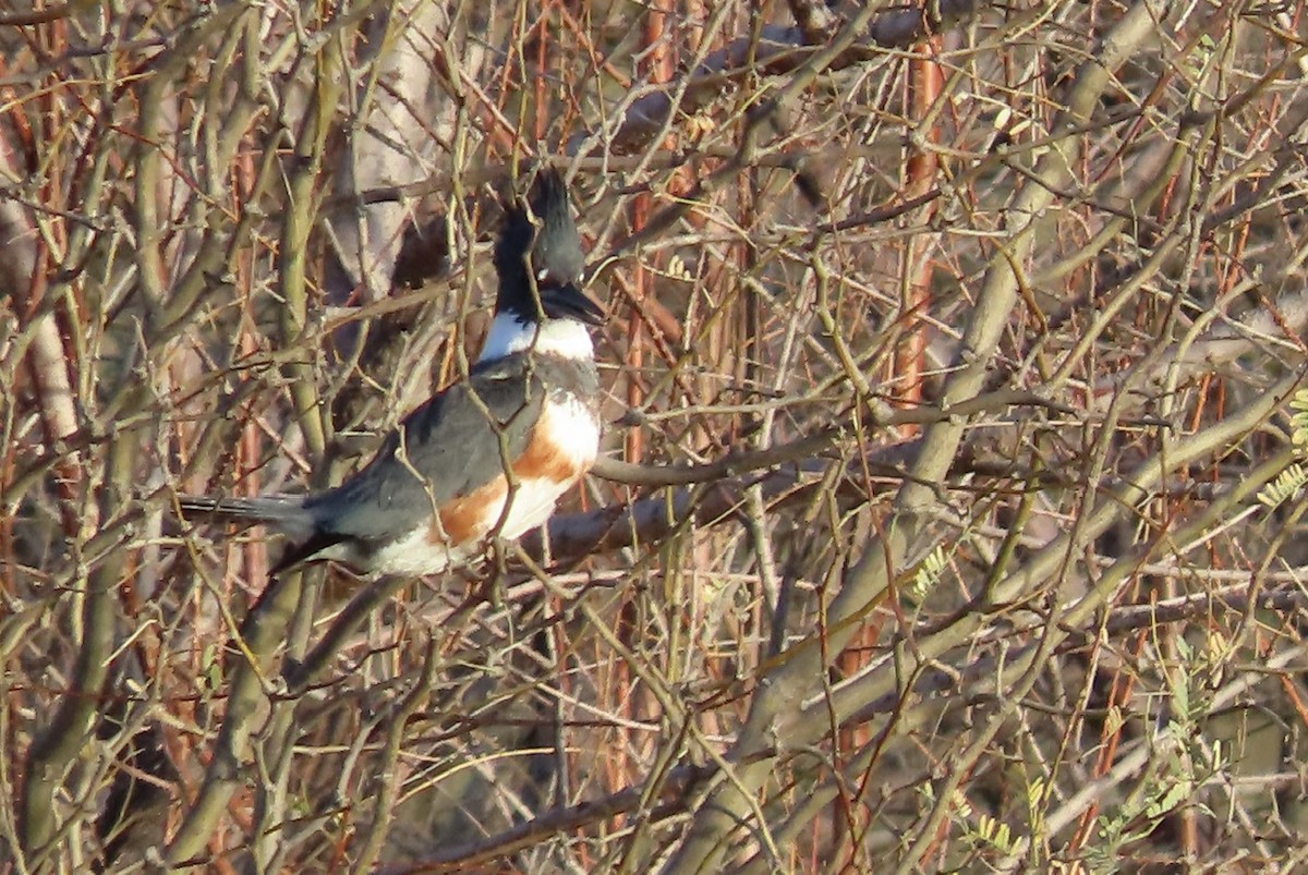 שלדג אמריקני - ML650385455