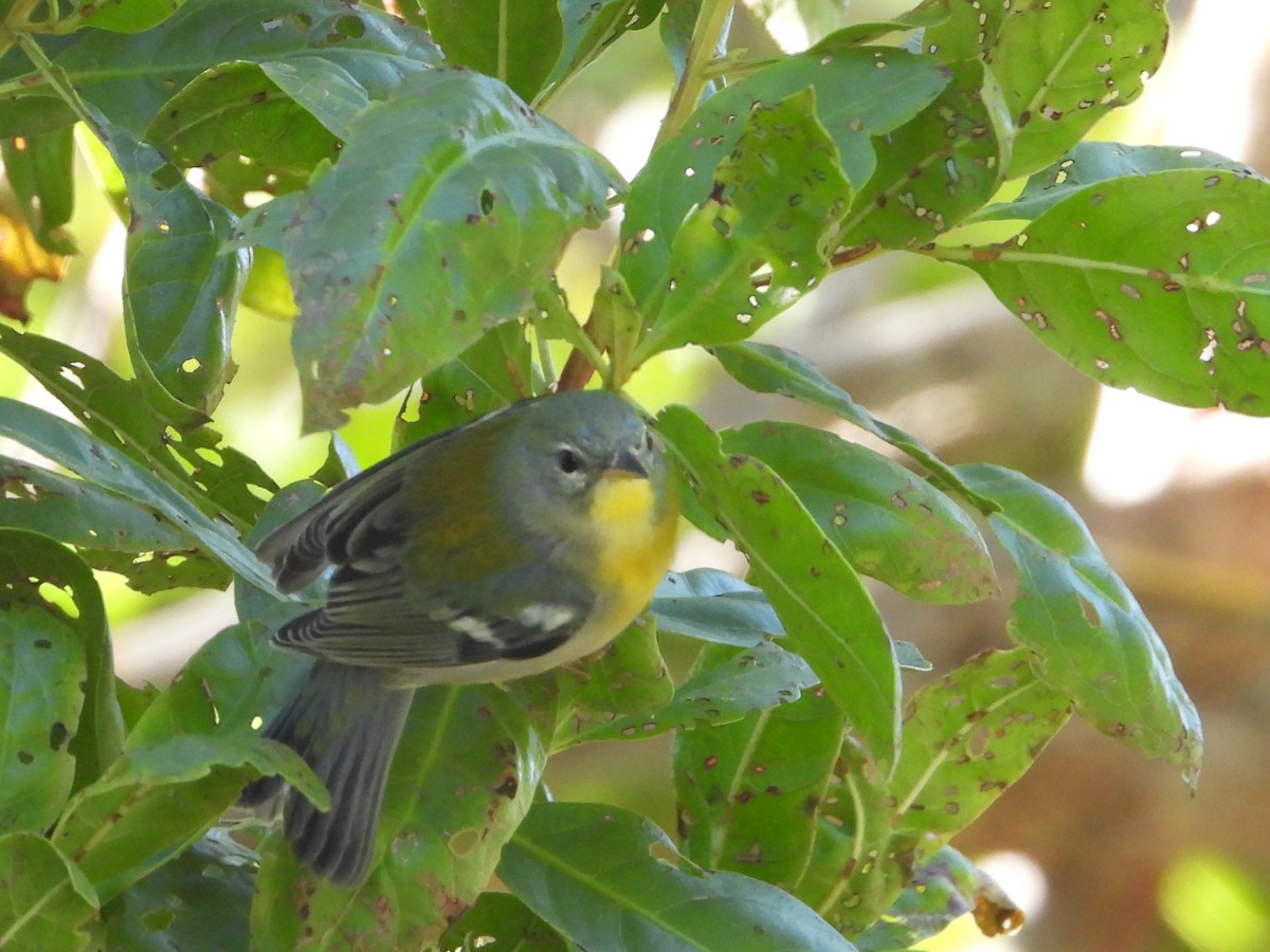 Northern Parula - ML650385839