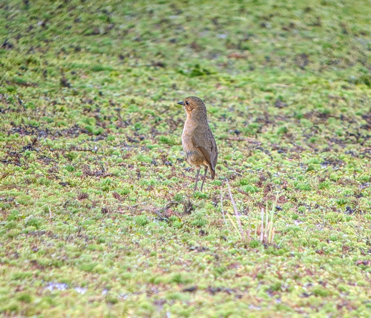Boyaca Antpitta - ML650385926