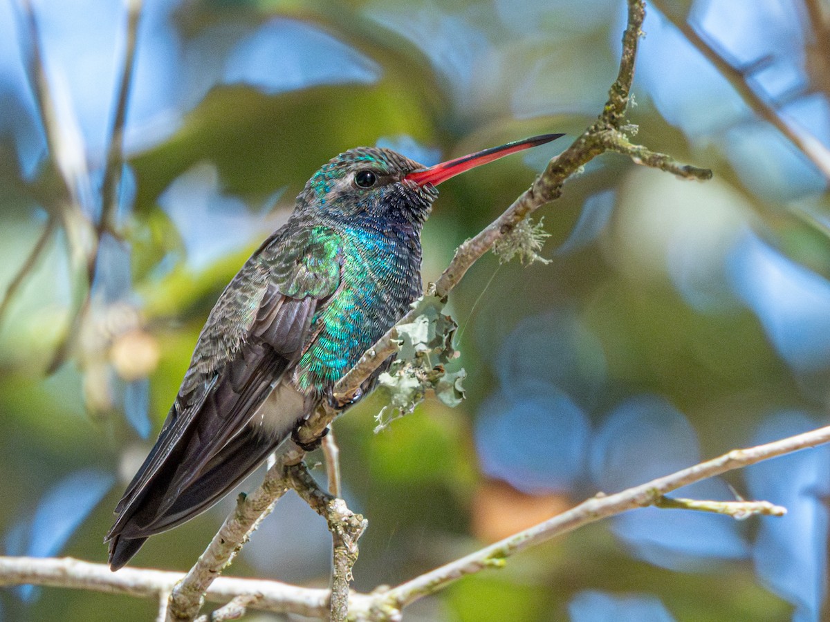 eBird Checklist - 6 Feb 2026 - Bay Pointe neighborhood (Broad-Billed ...