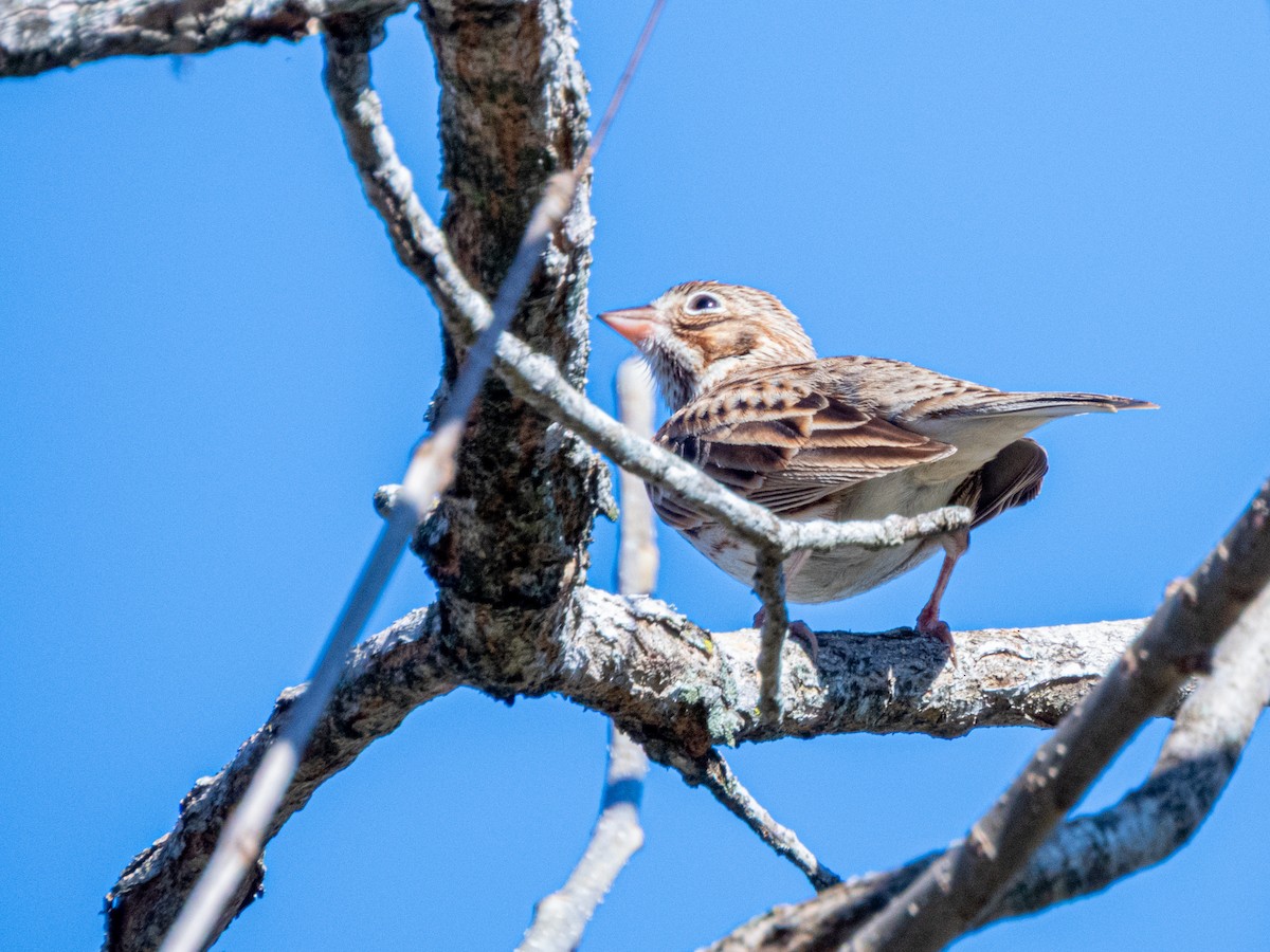 Пасовник польовий - ML650386238