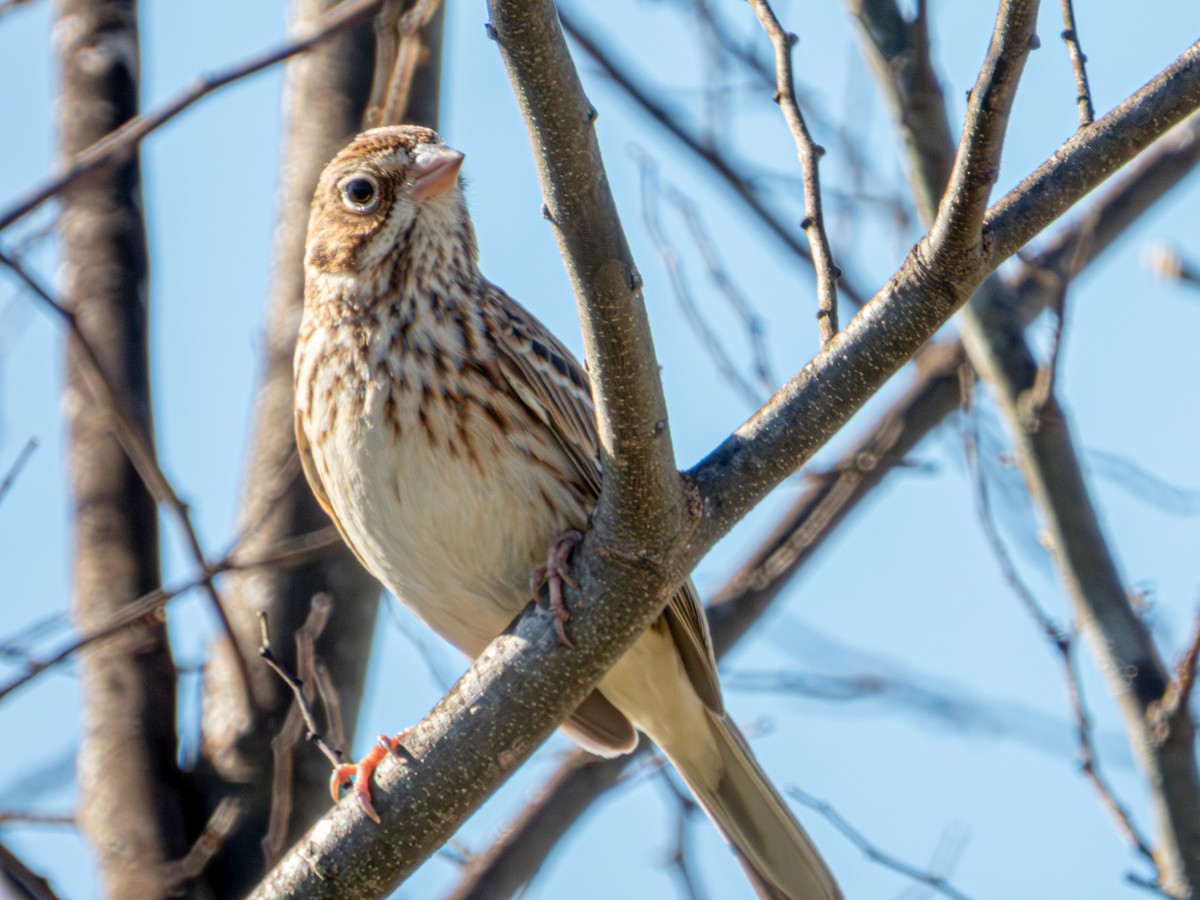 Пасовник польовий - ML650386240