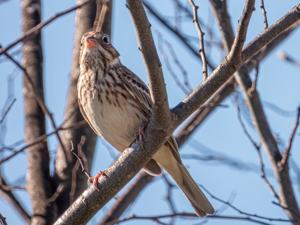 Пасовник польовий - ML650386242