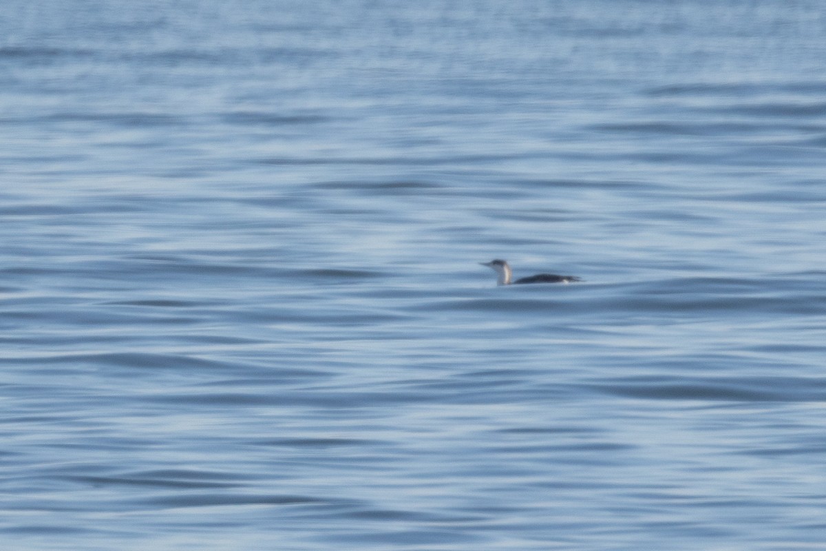 Краснозобая гагара - ML650386251