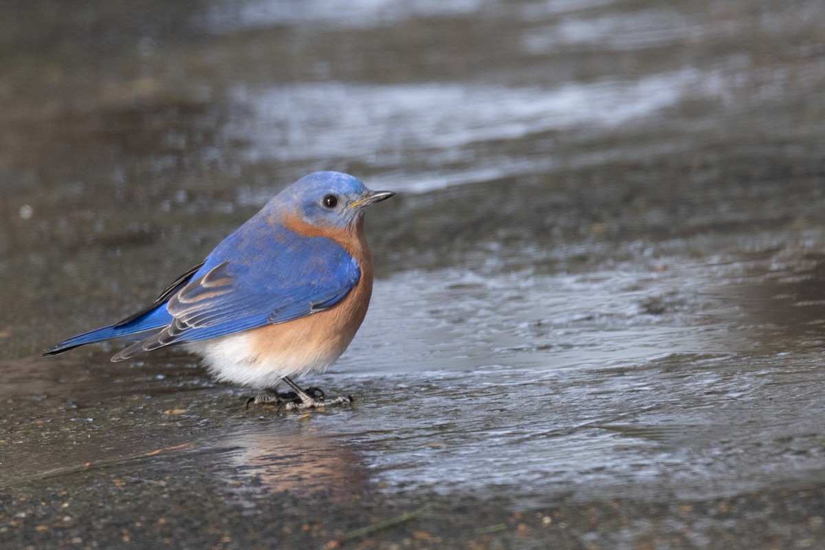 Восточная сиалия - ML650386267