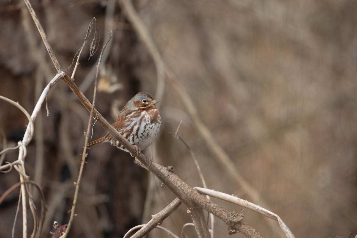Пестрогрудая овсянка - ML650386271