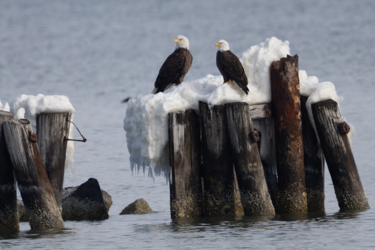 Белоголовый орлан - ML650386284