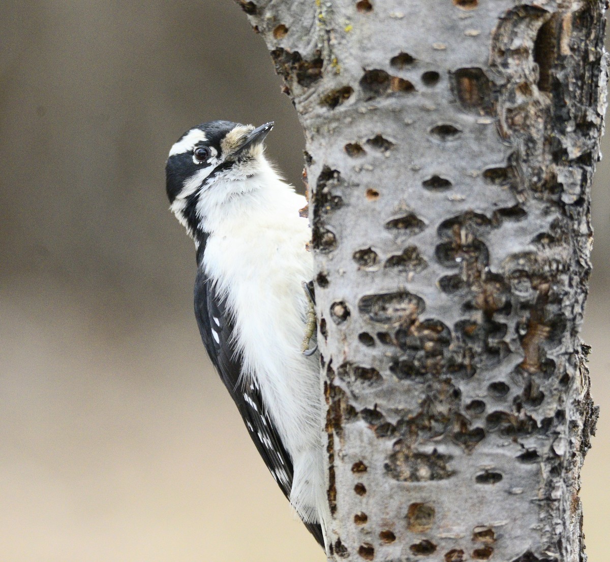 Пушистый дятел - ML650386303