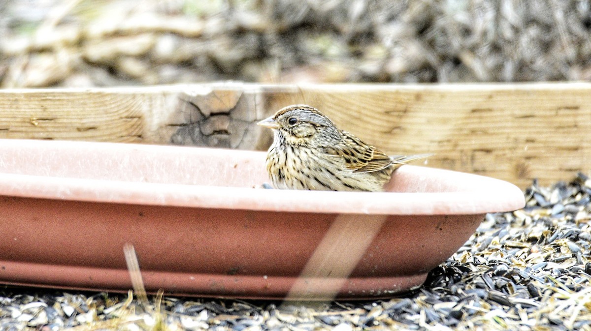 Еловая овсянка - ML650386316